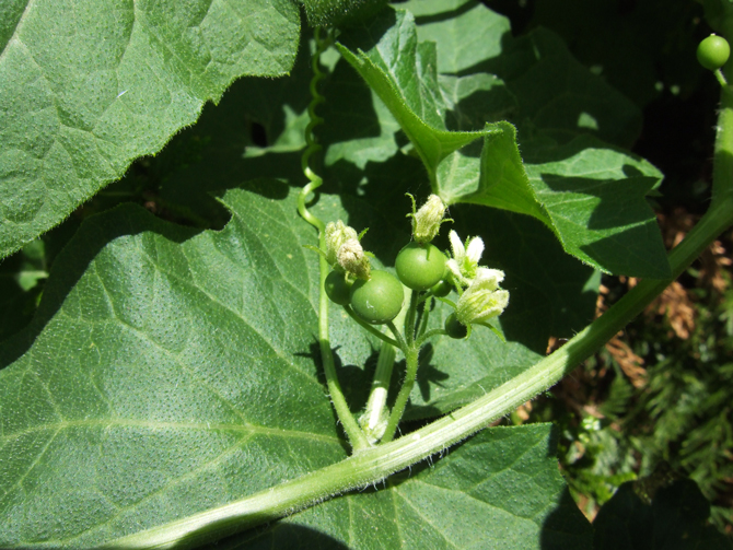 La bryone dioïque qui s’accroche souvent dans les haies doit être éliminée. Cette plante envahissante est un redoutable réservoir à virus. - © M. Javoy