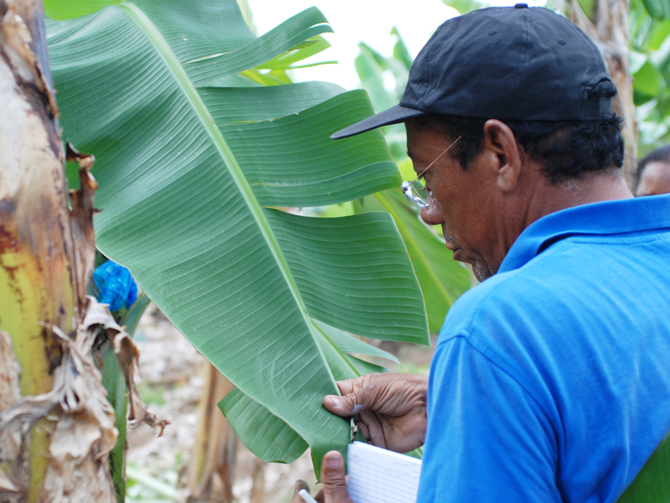 Epidémiosurveillance des maladies foliaires du bananier en Martinique – © J. Jullien SDQPV