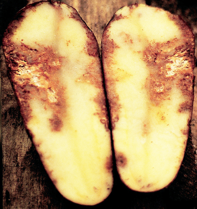 Mildiou de la pomme de terre – © J. Jullien SDQPV