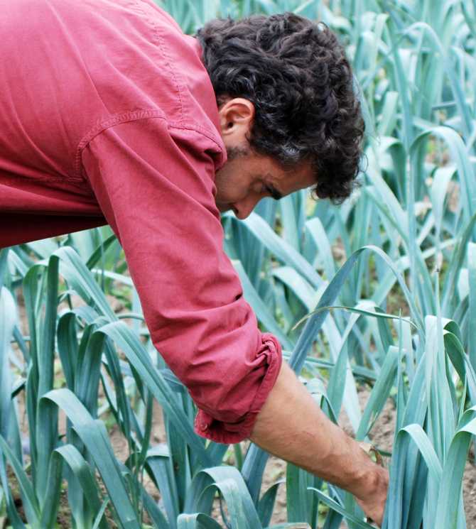 Observation phytosanitaire de poireaux pour la filière des cultures légumières (zone agricole) ou des jardins d’amateurs (zone non agricole) – © J. Jullien SDQPV