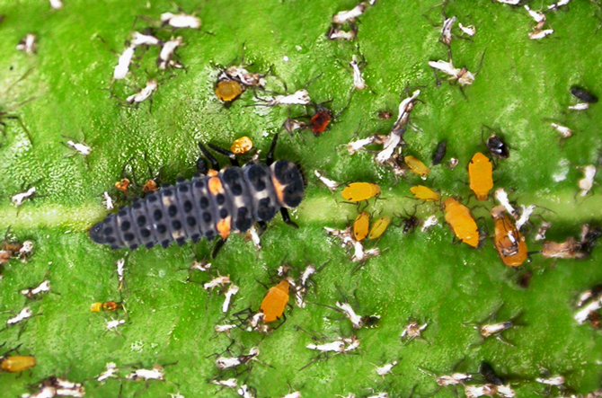 Larve de coccinelle à 7 points dévorant des pucerons - © V. Albouy