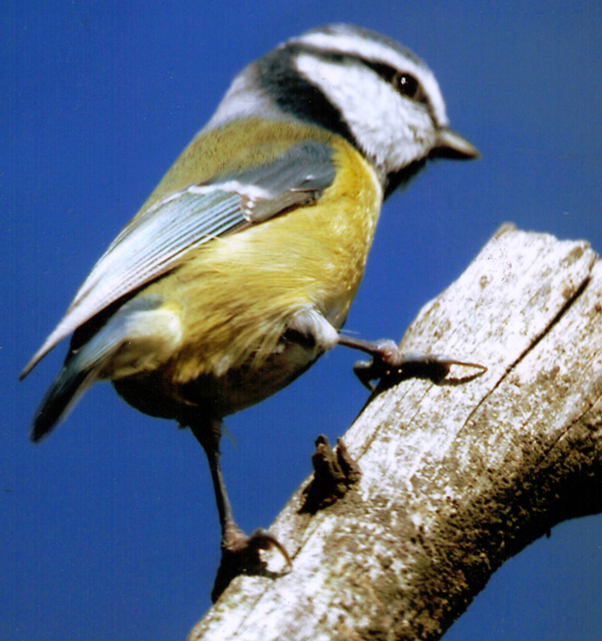 Mésange bleue - © V. Albouy