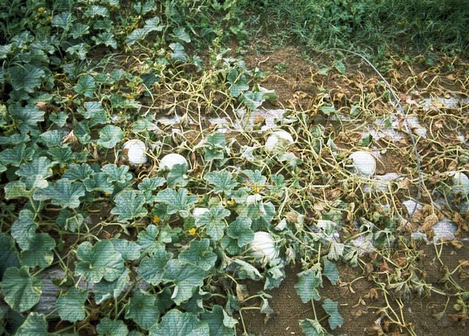 Fusarium melon - © J.-N. Plagès