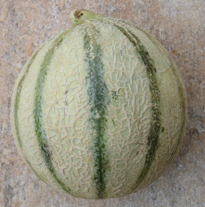 "Melon Cantaloup Charentais" - © J.-N. Plagès