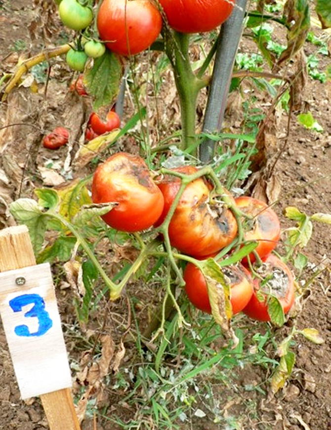Tomates - © J.-N. Plagès