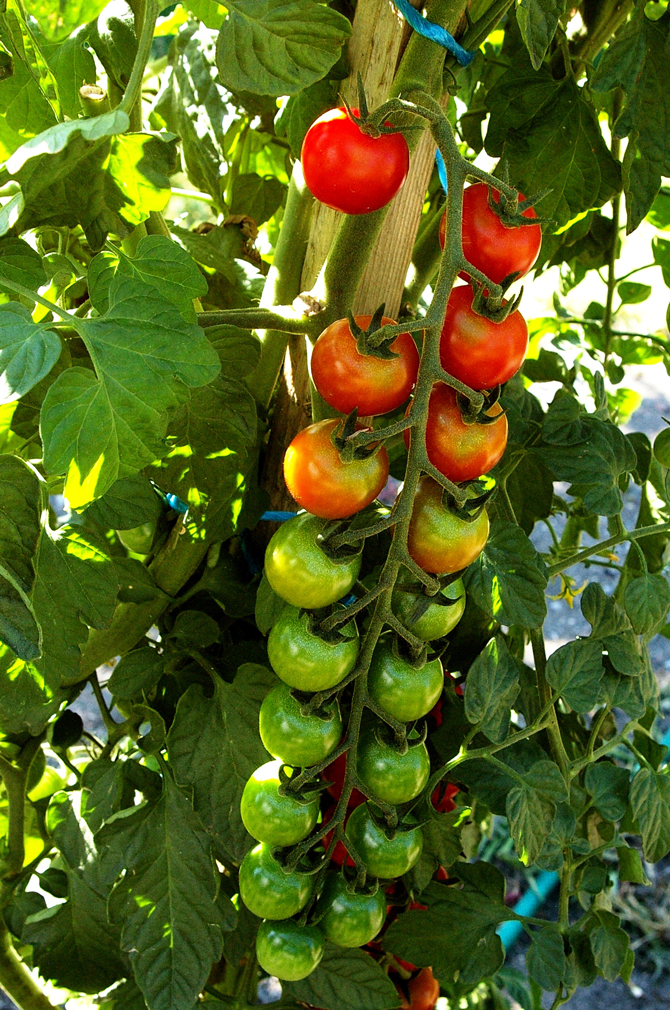 Tomates résistantes mildiou - © J.-N. Plagès