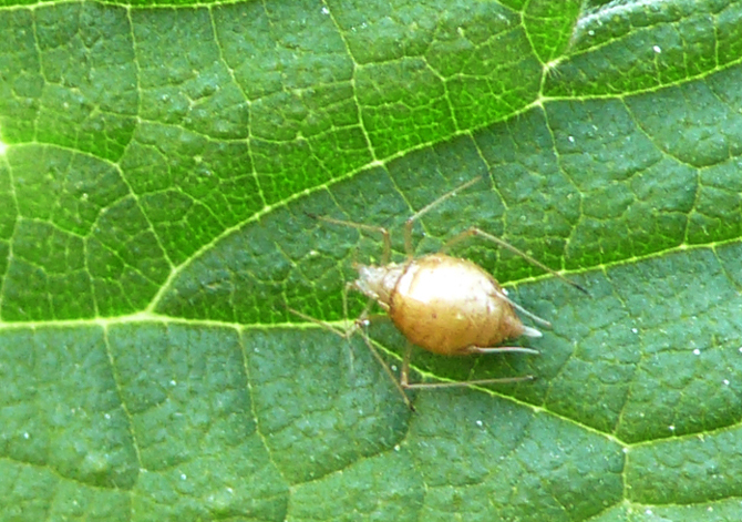 Puceron momifié car parasité par une larve de guêpe. - © V. Albouy