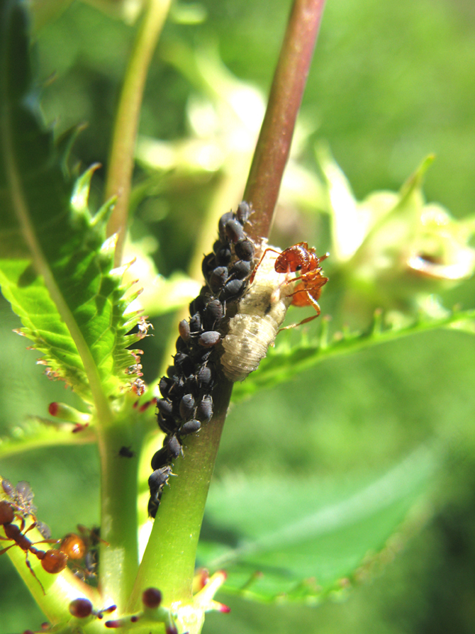 Des fourmis s’attaquent à une larve de syrphe dévorant les pucerons qu’elles exploitent - © V. Albouy