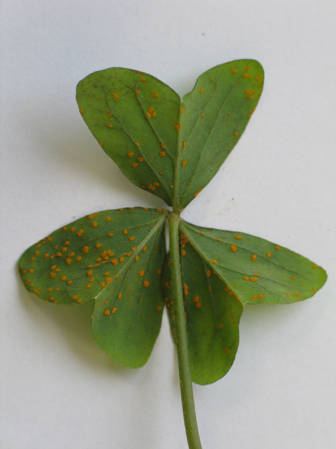 La rouille de l'oxalis, décrite pour la première fois en France en   juillet 1977 par Michel Massenot - c'était à Barneville-Carteret, bien que signalée dans le sud du pays quelques années auparavant - © F. Suffert