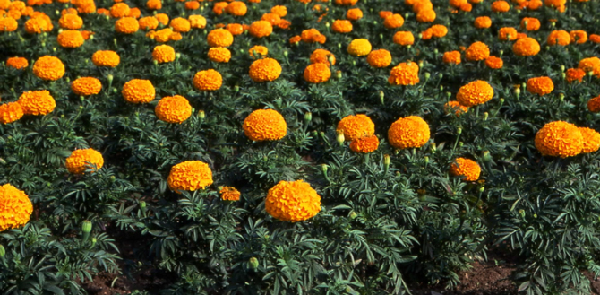 Tagetes erecta - © A. Grapin