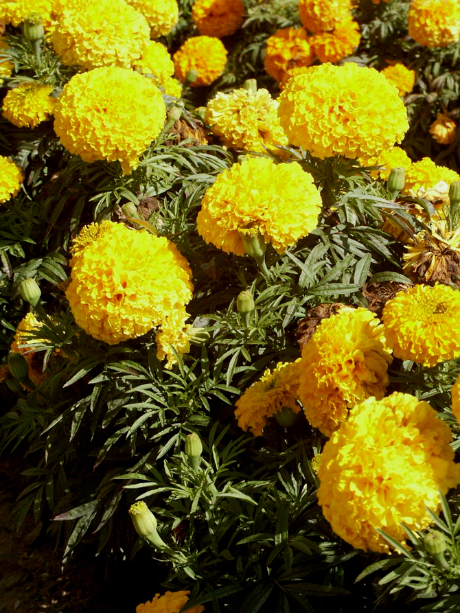  Tagetes erecta - © A. Grapin