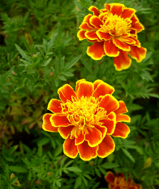 Tagetes patula - © A. Grapin