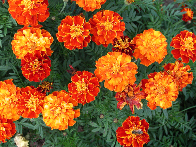 Tagetes patula - © D. Lejeune