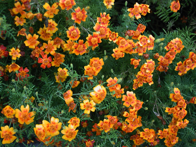 Tagetes signata - © D. Lejeune