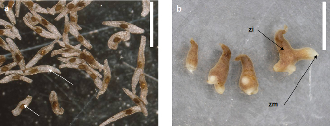 Figure 1 : graines et germination d'Epipactis spp. (a) - Graines d'Epipactis helleborine (b). Protocormes d'Epipactis atrorubens âgés de 6 mois. Abréviations : e, embryon réduit à un massif de cellules embryonnaires et dépourvu de réserve; t, testa fait de cellules mortes; zi, zone infectée par le champignon; zm, zone méristémique non-infectée. La barre représente 0,1 mm; photos de T. Tesitelova et J. Jersakova (Univ. de Bohême du Sud, République Tchèque).