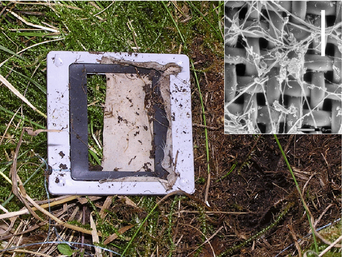 Figure 2 : sachet de nylon permettant le suivi de la germination des orchidées, fraichement déterré. En insert, image en microscopie à balayage montrant la maille de nylon et la pénétration des champignons dans celui-ci. La barre représente 0,1 mm pour l'insert; photos de T. Tesitelova et J. Jersakova (Univ. de Bohême du Sud, République Tchèque).