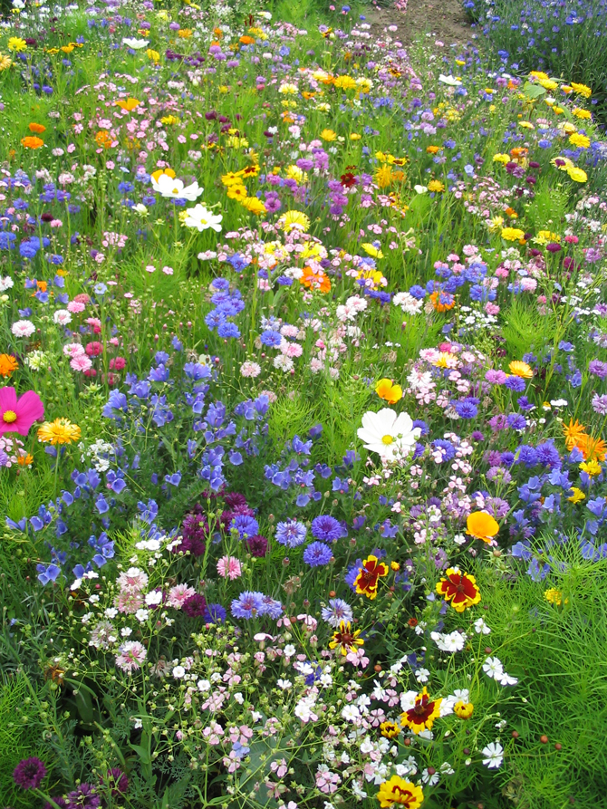 prairie fleurie - © C. Secq