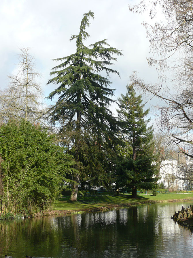 Cedrus Seqouia - © N. Dorion