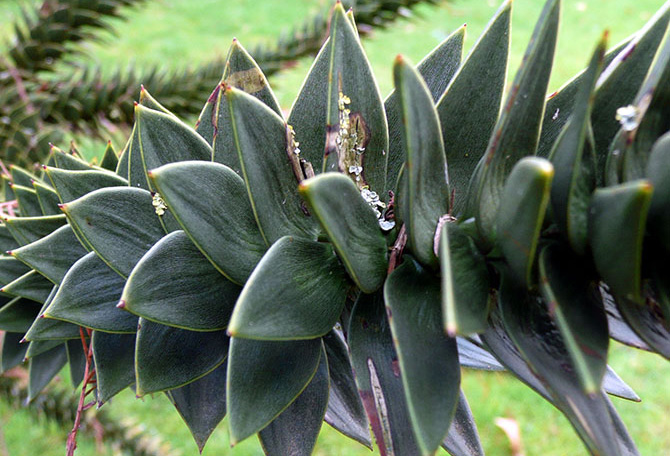 Araucaria araucana - © N. Dorion