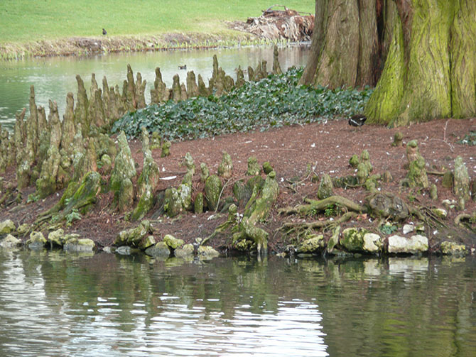 Pneumatophores de Taxodium distichum - © N. Dorion