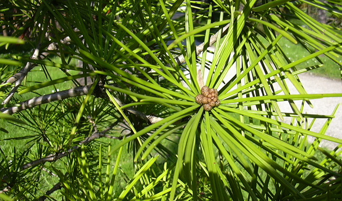 Pseudo feuilles de Podocarpus macrophyllus - N. Dorion