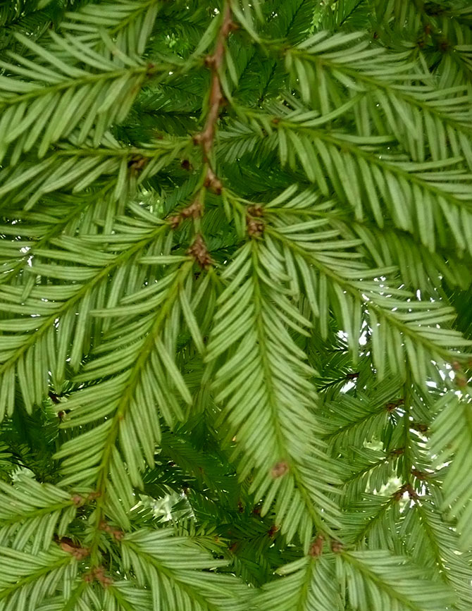 Rameaux et aiguilles de Sequoia sempervirens (face inférieure) -© N. Dorion