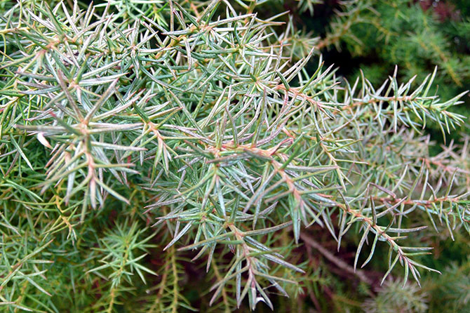 Acicules éffilées de Cryptomeria japonica ‘elegans’ - © N. Dorion