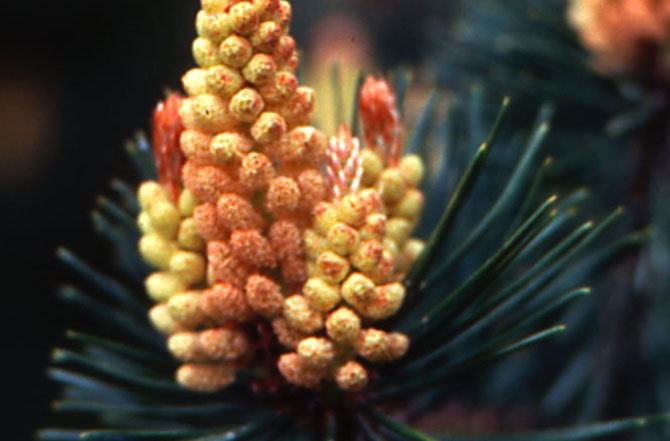 Cônes mâles de Pinus sylvestris - Collection INH