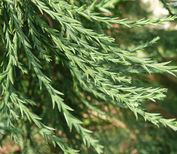 Acicules en alène de Sequoiadendron giganteum -© N. Dorion