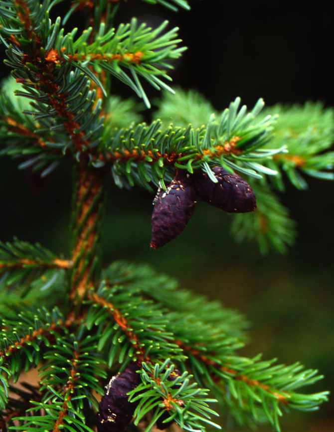 Rameaux et aiguilles de Picea omorika - Collection INH