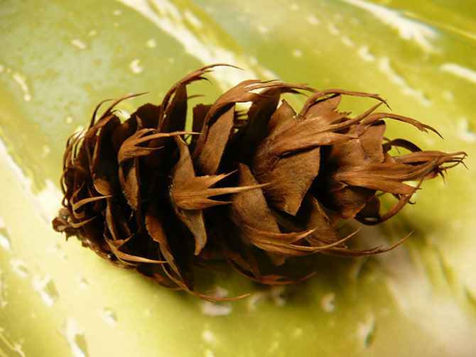 Cônes femelles de Pseudotsuga avec écailles et bractées - © N. Dorion