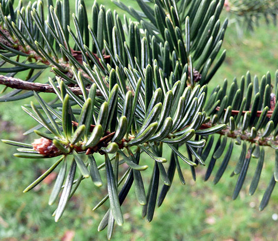 Aiguilles relevées en gouttière Abies concolor - N. Dorion