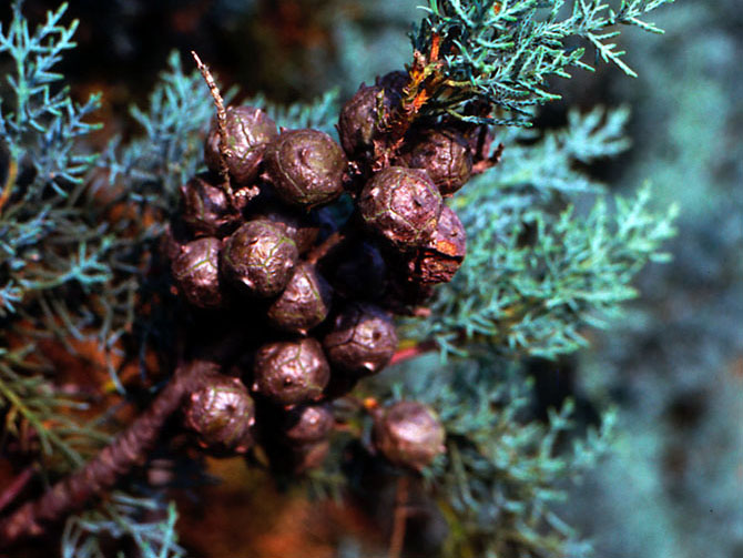 Cônes femelles de Cupressus arizonica ‘glauca’ - Collection INH