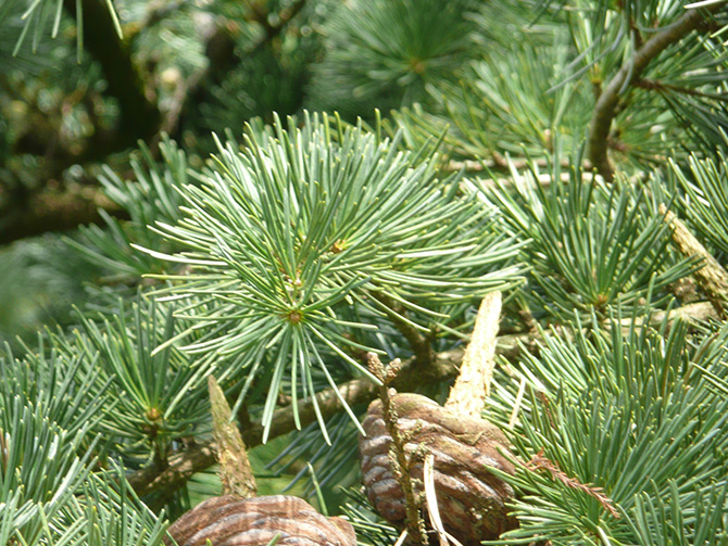 Cônes femelles de Cedrus libani, les écailles tombent avec les graines - © N. Dorion