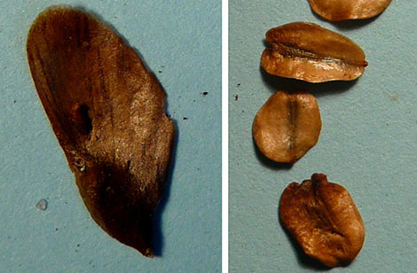Graines ailées : Pseudotsuga à gauche (12 mm), Seqouiadendron à droite (5 mm) - © N. Dorion