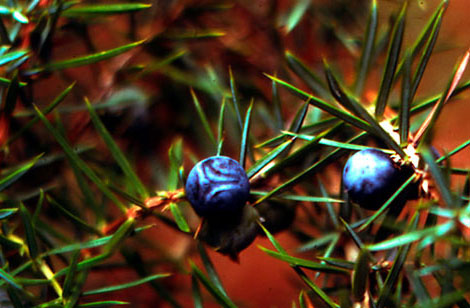 Galbules de Juniperus communis - Collection INH