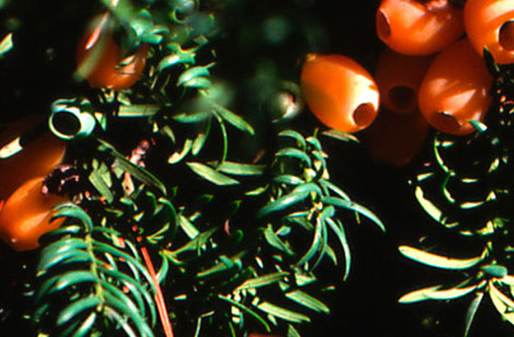 Arille colorée et charnue, Taxus baccata - Collection INH