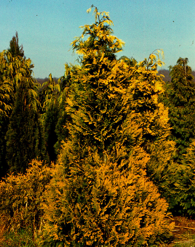 Chamaecyparis lawsonniana ‘columnaris’ arrière plan - Collection INH