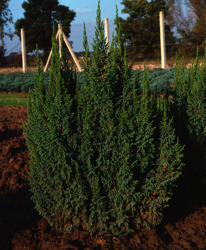 Juniperus squamata ‘loderi’ - Collection INH