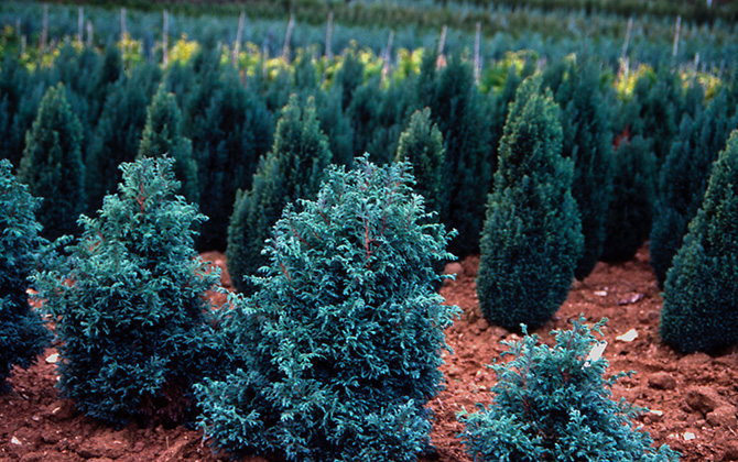 Chamaecyparis pisifera ‘boulevard’ premier plan - Collection INH