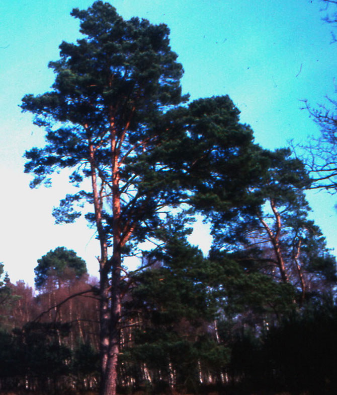 Silhouette de pin âgé, Pinus sylvestris - Collection INH