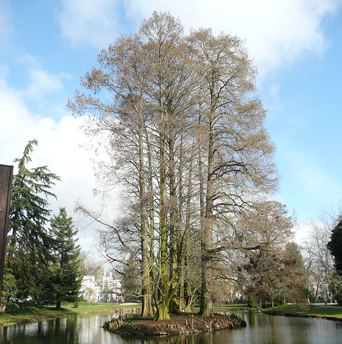 Exemple de conifère à feuillage caduc, Taxodium distichum - © N. Dorion