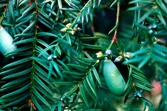 Aiguilles mucronées de Torreya nucifera - Collection INH