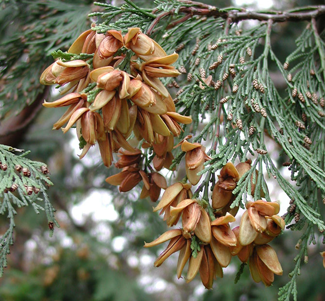 Calocedrus decurrens - © D. Lejeune