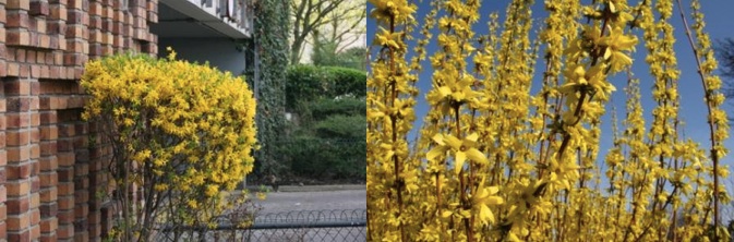 Le Forsythia de la photo de gauche a été taillé à la mauvaise époque, soit avant la floraison, limitant l’effet qu’il aurait pu obtenir comme celui sur la photo de droite taillé après la floraison -  © J.-F. Coffin