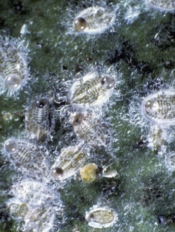 Figure 1 : larves d'A. floccosus - © J.-C. Onillon