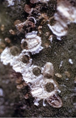 Figure 2 : larves d'A. floccosus parasitées par C. noacki - © J. Daumal