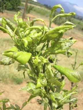 Figure 6 : dégâts de P. citrella sur jeunes pousses - © J. Daumal