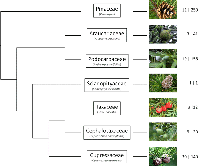Arbre phylogénétique décrivant les relations entre les 7 familles de conifères. Pour chaque famille un exemple d’espèce typique est donné (en photo) ainsi que leur importance (nombre de genres | nombre d’espèces).