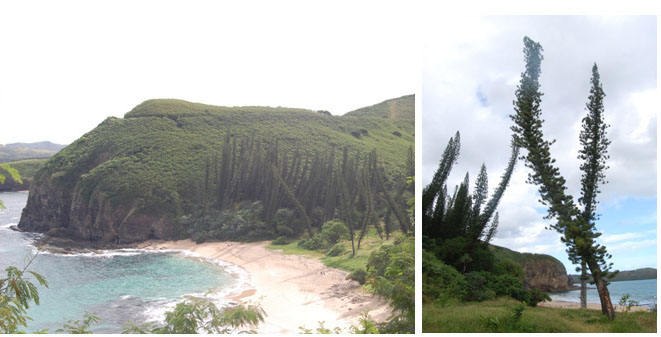 Araucaria columnaris (Araucariaceae) sur le site de la Baie des tortues en Nouvelle Calédonie - © S. Delzon